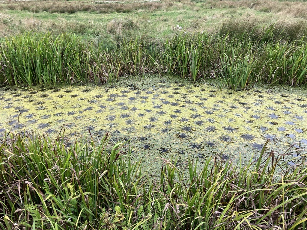 Natural England Norfolk and Suffolk (@nenorfolksufflk) on Twitter photo We loved seeing this odd looking pattern the water soldier made through the algae in the ditch at Barnby Broads and Marshes recently! β 
It's wonderful how patterns form in nature! π 
#naturephotography #marshes #norfolkbroads #rivers #exploring #natureconservation We loved seeing this odd looking pattern the water soldier made through the algae in the ditch at Barnby Broads and Marshes recently! β 
It's wonderful how patterns form in nature! π 
#naturephotography #marshes #norfolkbroads #rivers #exploring #natureconservation