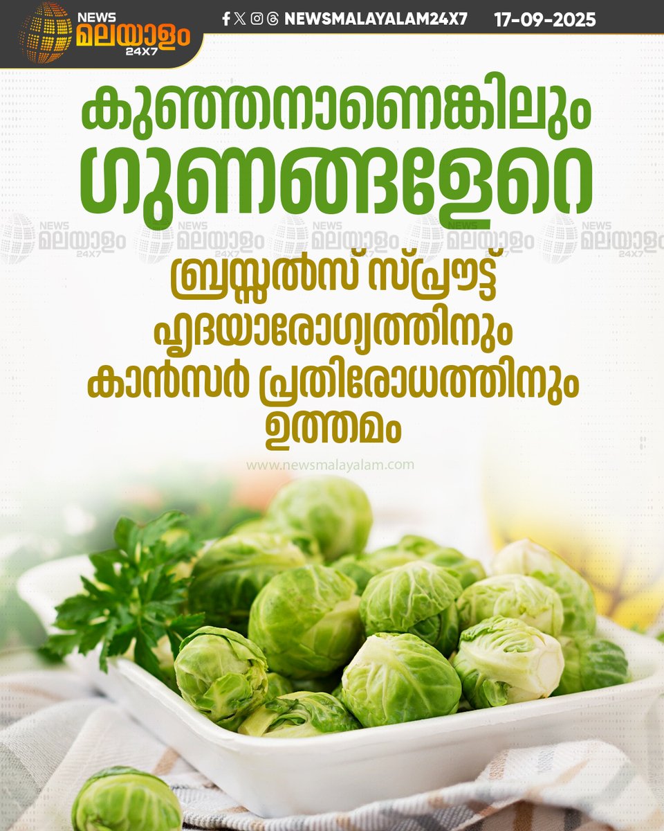 newsmalayalamtv's tweet image. കാബേജ് കുടുംബത്തിൽപ്പെട്ട കുഞ്ഞൻ പച്ചക്കറിയാണ് ബ്രസ്സൽസ് സ്പ്രൗട്ട് അഥവാ മിനി കാബേജ്

#BrusselsSprouts #MiniCabbage #HealthyVegetables #GreenVeggies #CabbageFamily #Nutrition #newsmalayalam24x7 #newsmalayalam24x7live