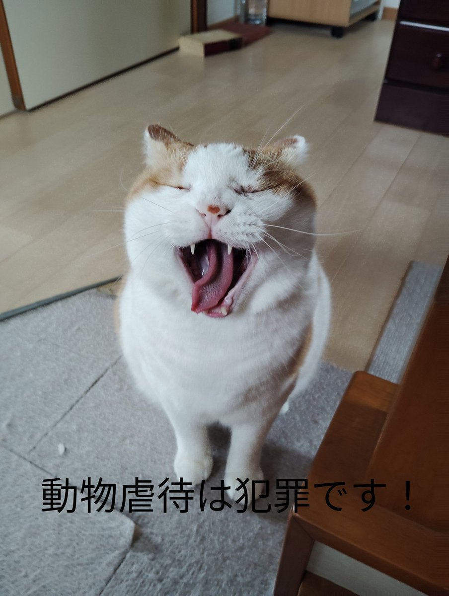 #動物虐待を許さない 
#動物虐待あかん
#動物虐待反対
#動物はモノじゃない

ツイデモ開催中！📢📢📢

金儲けのため犬猫を無理やり繁殖させたり、簡単に買って捨てる人達。
動物はモノじゃない！大切な尊い命。許されることじゃない！