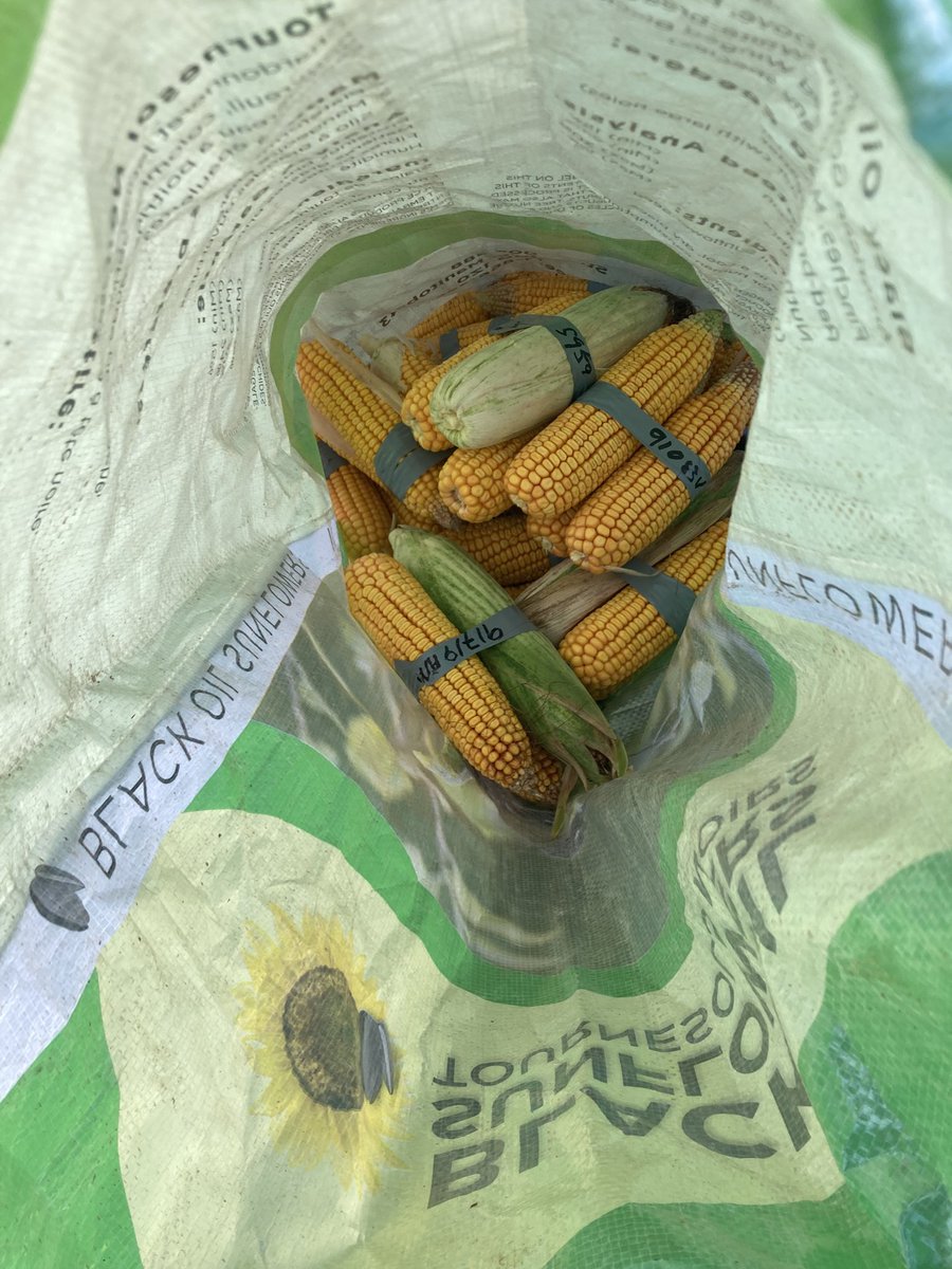 Aaron_Bowman_'s tweet image. My favourite meeting @Cheech_Cheech host every year. Virtual plot day. The best visual comparison of all the plots in central Ontario - pollination window and length of time exposed to drought really visible when you get husking back the varieties.