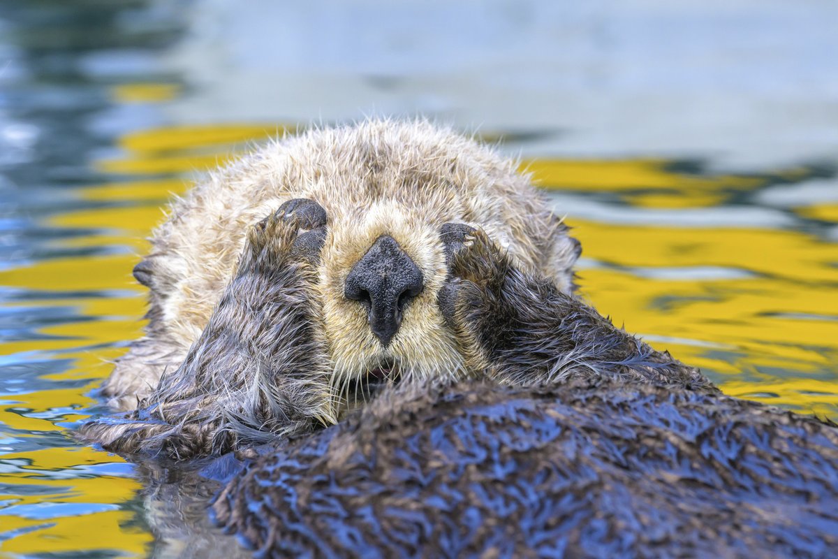 AnimalPlanet's tweet image. No more photos please! ðŠŠ
ðž: Marcus Siebert
#Otter #SeaOtter #Alaska