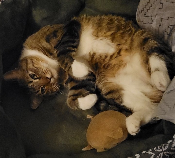 Purrmarrion's tweet photo. @WalterBestBoy MEOW (it's because they have a cover) 😹

https://t.co/cSLOFfE0Y8 https://t.co/YRDXDR3UO3