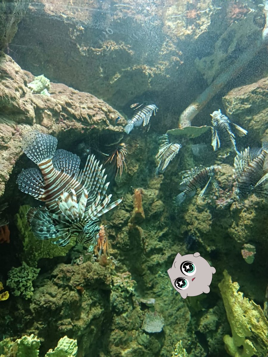 Proof of holiday part 2👀

I see the sprite swimming between leon fish

#irys <a href="/irys_xyz/">Irys (✧ᴗ✧)</a>