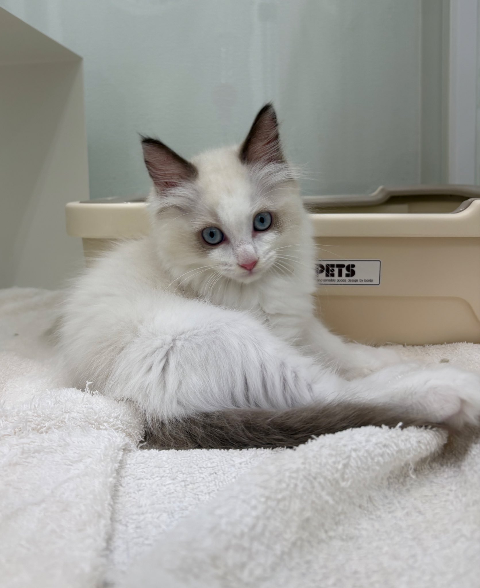 かわいいネコちゃんラトル かわいいネコちゃんラトル ベビー・キッズおもちゃ