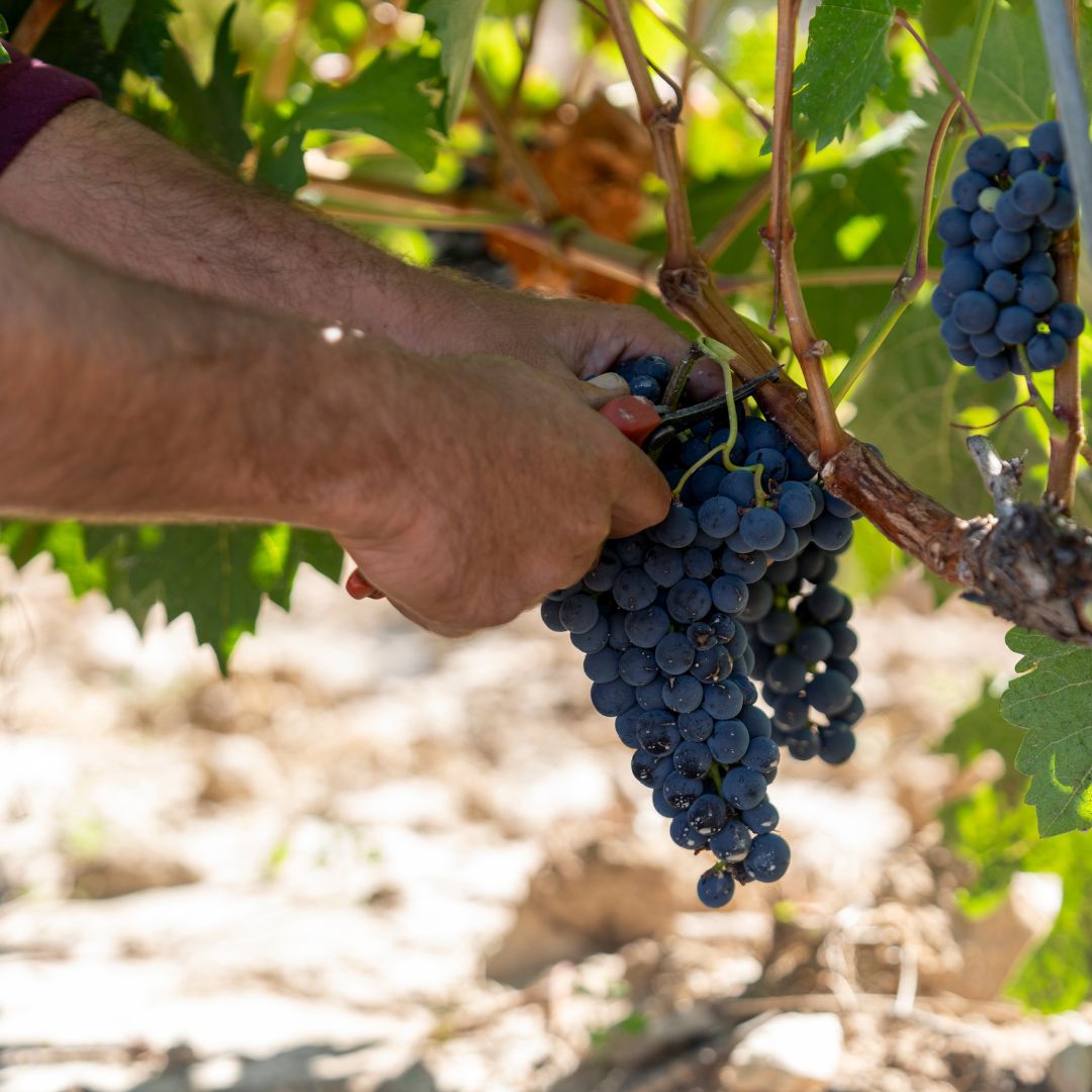 TVegaSicilia's tweet photo. Hoy recogemos las primeras uvas en Alión.
#Alion #vendimia #personas
https://t.co/0QVxyWesZc https://t.co/YVcynrHc3S
