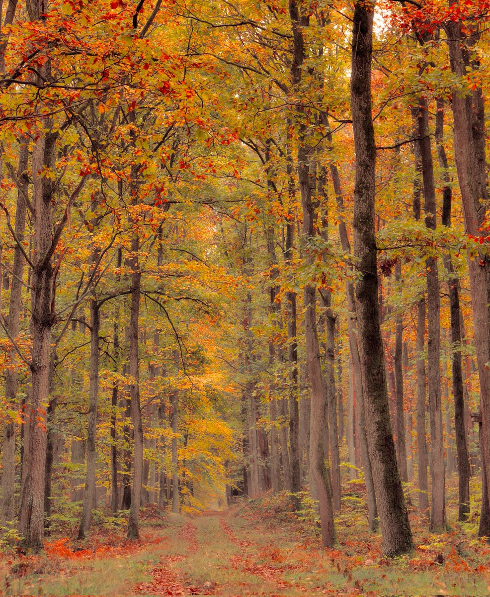 MESSAI_Bill's tweet image. Good Wednesday.🍂 #WednesdayVibes