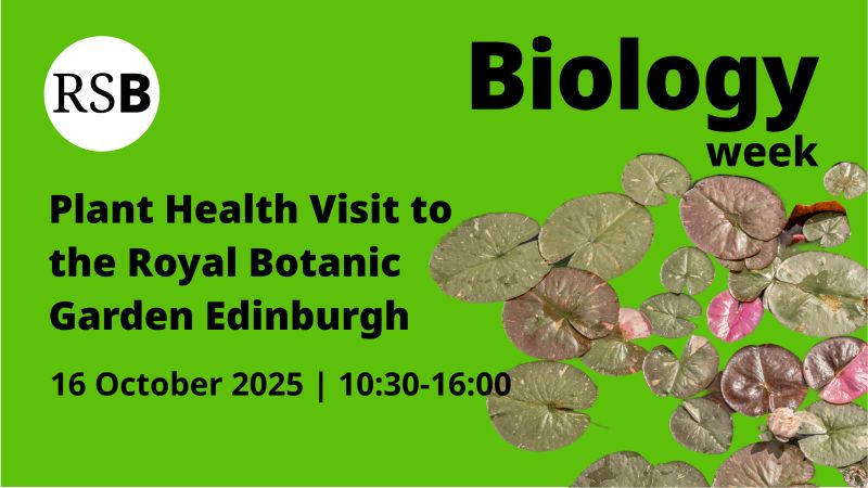 Mimi Tanimoto tweet media