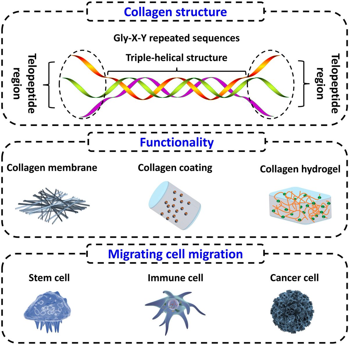 SCU_CL's tweet image. #Collagen-based #biomaterials: recent advances on regulating cell migration and correlated biomedical applications  

Qinghe Zhang, Minghuan Dou, Xinyi Su, Zelong Yu, Benmei Wei, et al. from Wuhan Polytechnic University and Hubei Engineering University

doi.org/10.1186/s42825…