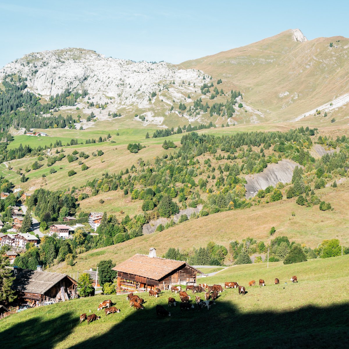 Le Grand-Bornand tweet media