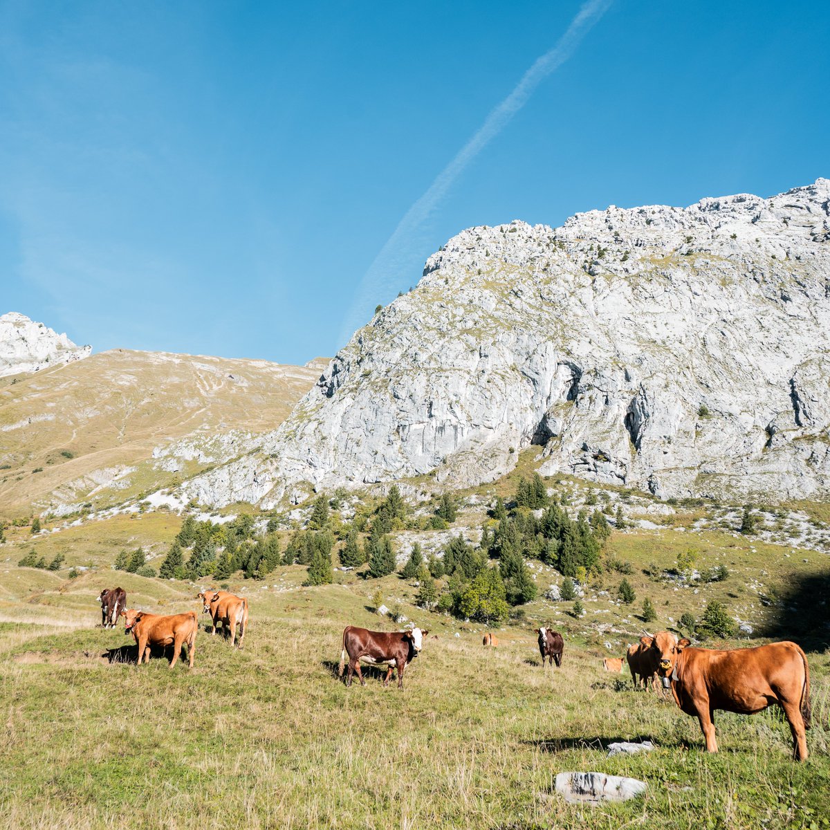 Le Grand-Bornand tweet media