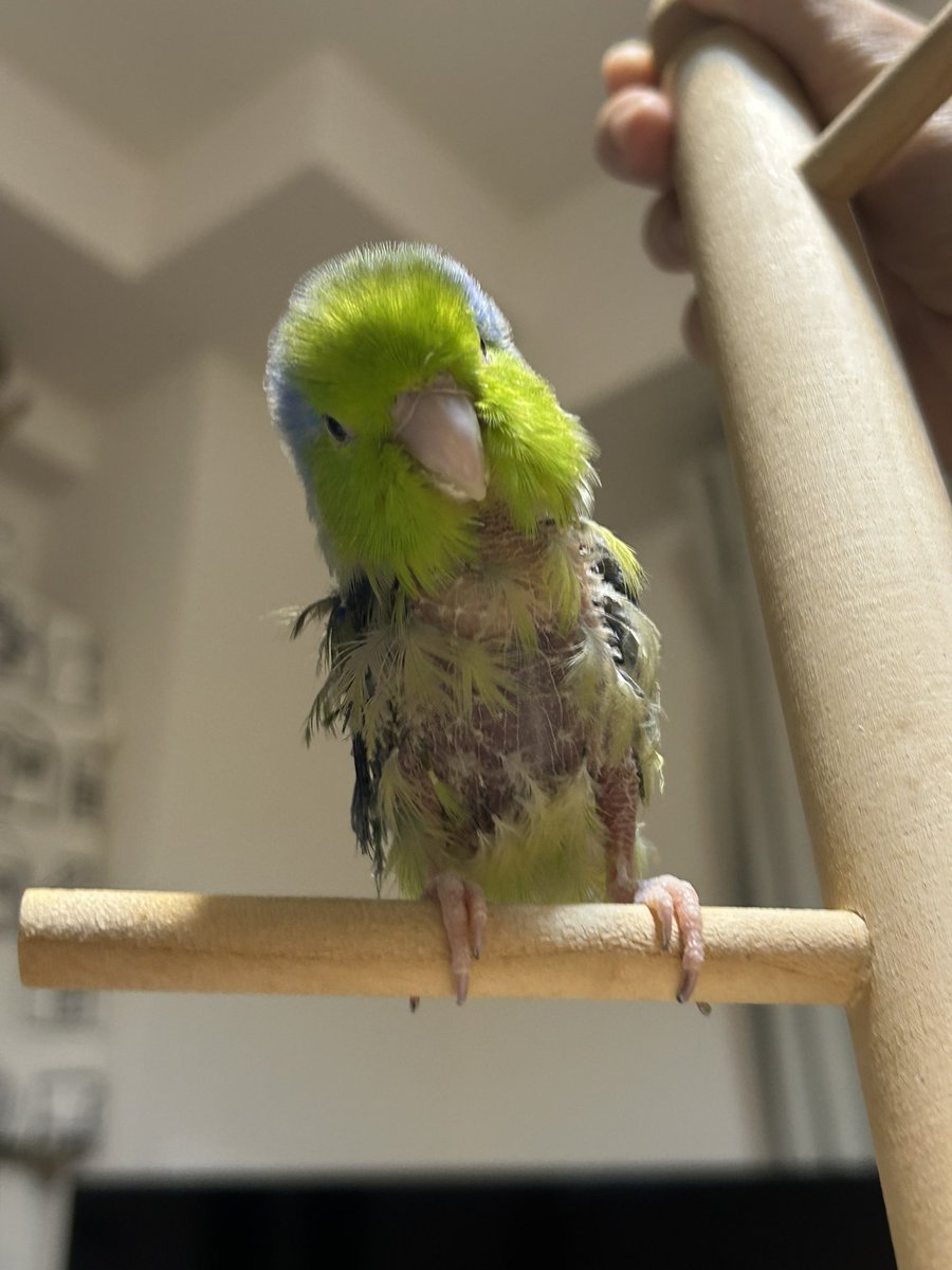 おくだ tweet media