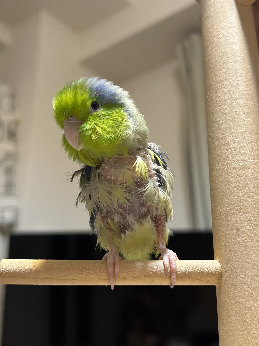 おくだ tweet media