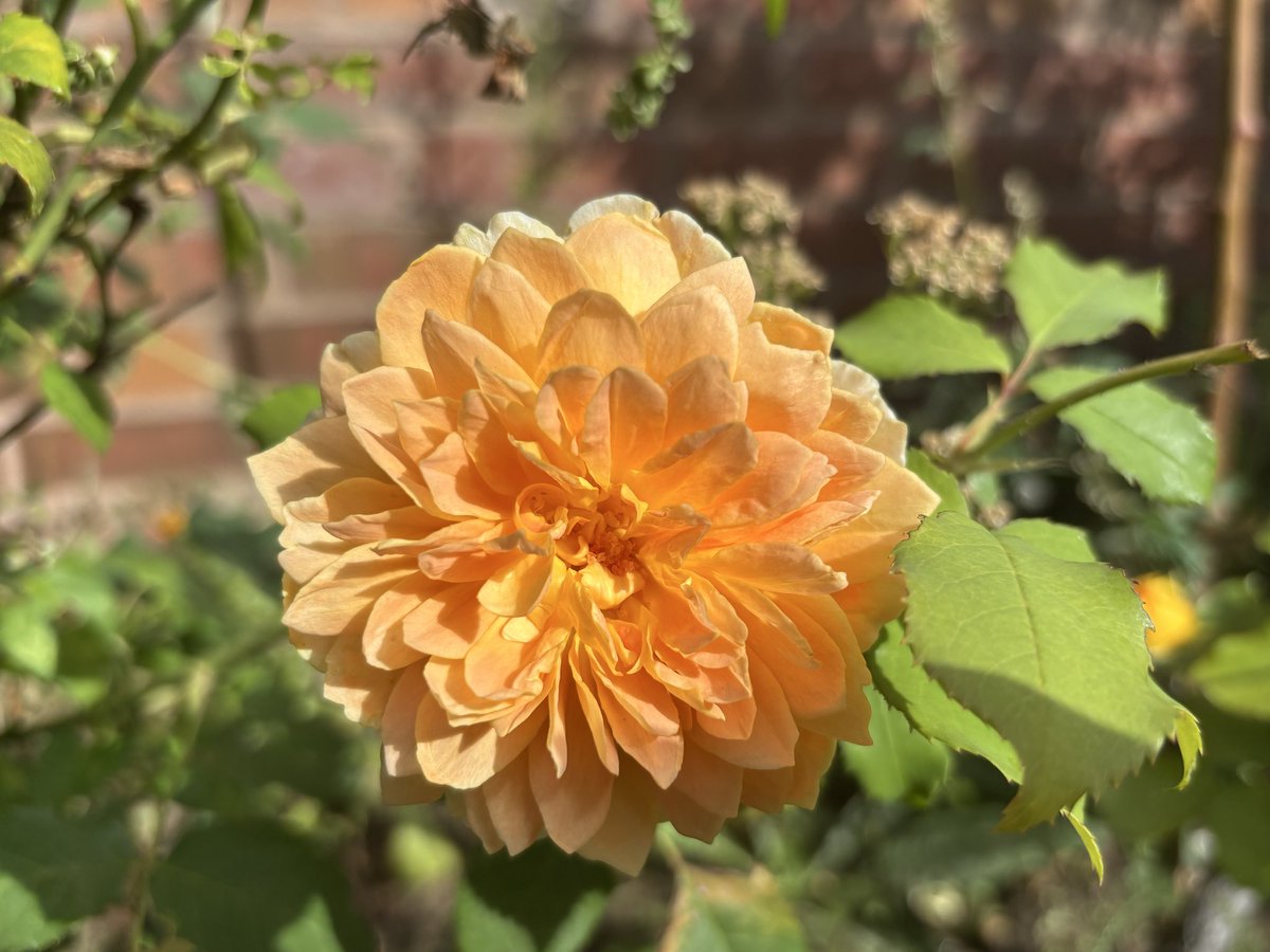 theurbanrambler tweet media