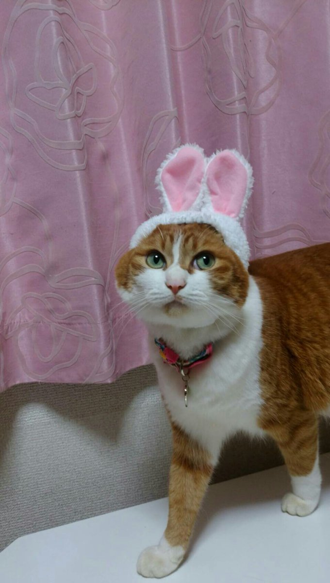 ひーにゃん (@hiinyan113) / X