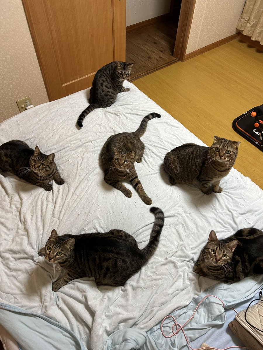 昨日飲みに行って遅くなってんけど「さあ❗️寝よう❗️」とルンルンで2階行ったら猫たちが怒ってることは酔っ払いでもわかった。