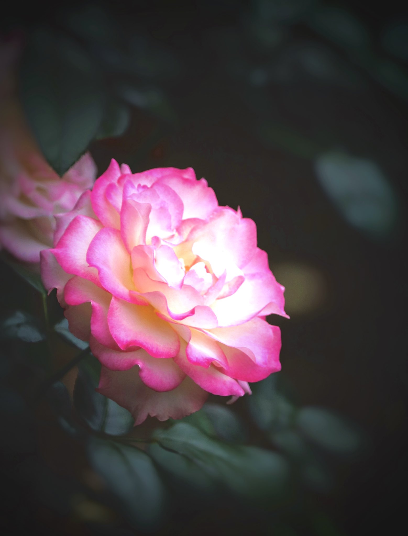 月が注ぐ花 明け方、昇っていた月と。 花と空の儚い空気感が好きです