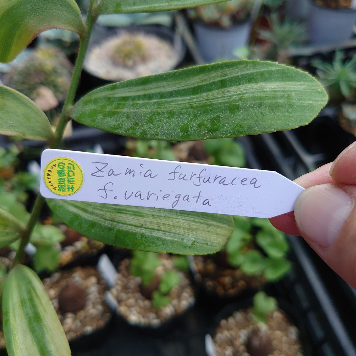 2mRW1zQCrUZiOg7's tweet photo. #ザミアフルフラセア
#zamiafurfuracea
#variegata #variegated
#斑入り https://t.co/YXPbgb3WVZ