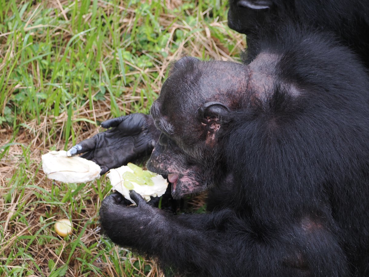 ⭐︎チンパンジー⭐︎ Ryu, please welcome Marimo. Higashiyama Zoo, Chimpanzee