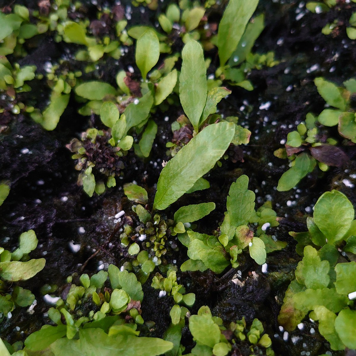 2mRW1zQCrUZiOg7's tweet photo. #ドリナリアクエルシフォリア
#斑入り
#drynariaquercifolia
#variegata #variegated
胞子蒔きにて斑入りが出現♪ https://t.co/fwxua4DkKP