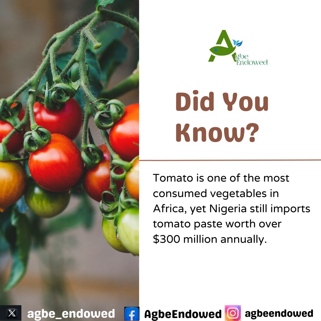 agbe_endowed's tweet photo. The numbers don’t lie: Nigeria imports over $300M of tomato paste annually, despite being a major producer. This is not just a statistic—it's a call to action https://t.co/iUcj0tMH8u
