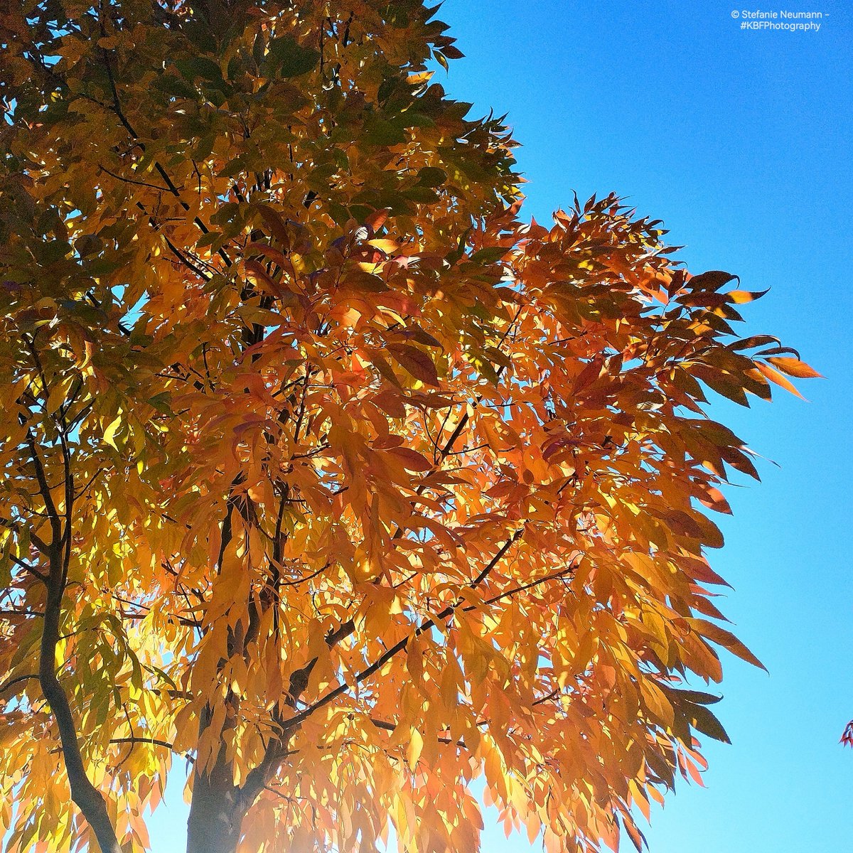 KokopelliBFree's tweet photo. @DailyPicTheme2 A ball of fire illuminates Autumn's fiery hues.
-
#DailyPictureTheme #fire
#vss365 #synthesis
#BlueSkyRelay #arrival / #starcrossed
#FindThePrompt
DailyHaikuPrompt (tho no haiku) lotus / subtle
#WritingCommunity #poetry #nonet
#KBFPhotography #MobilePhonePhotography #Photography https://t.co/8JHOVG0QHb