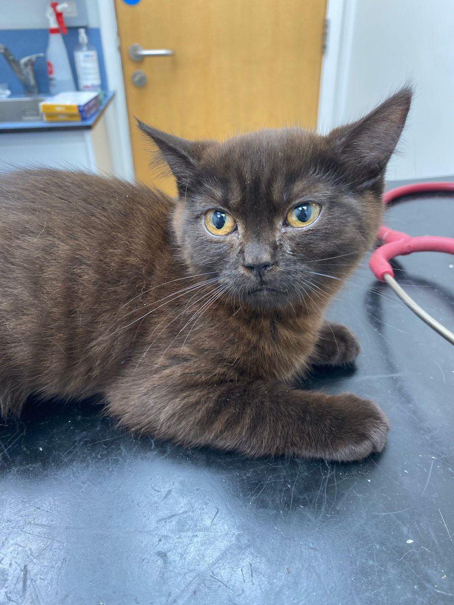 In August, four young kittens were abandoned in a cardboard box. 💔 Fortunately, they all seemed to be okay other than a little shaken up by their scary ordeal. We are pleased to share that all four kittens have now been rehomed and given the chance they deserve. 💜