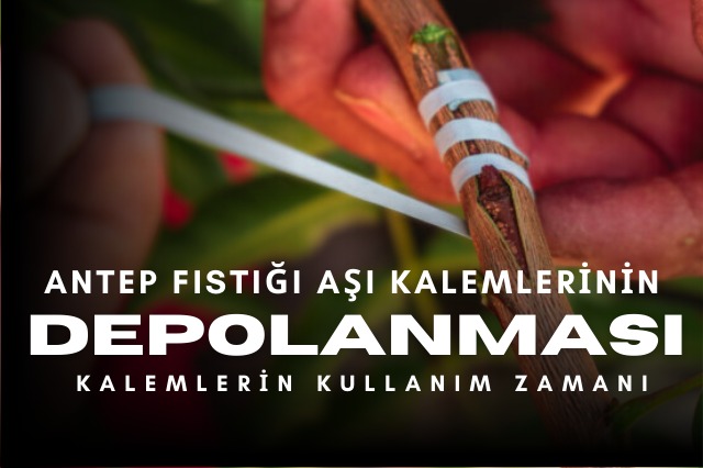 Aşı kalemlerinin depolanması
hakielik.com/antep-fistigi-…