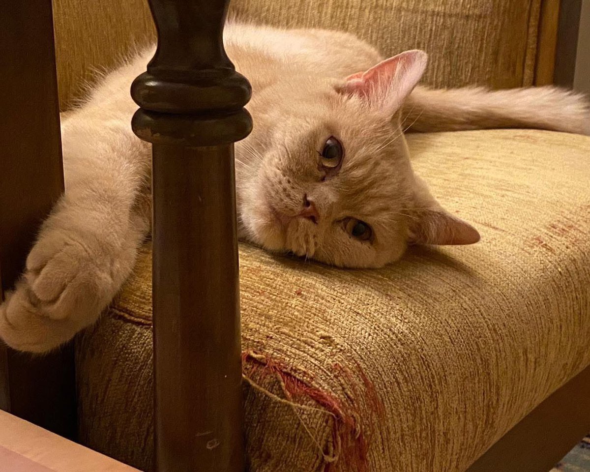 YAKIŞIKLI OĞLUMUZ HEVESLİK DEĞİL ÖMÜRLÜK YUVASINA KAVUŞSUN 

Yer ; Ankara
İletişim; 0505 382 01 75 (Whatsaap )

Takipçimizin İletisidir; Yuva arıyor.British golden, 1.5 yaşında erkek ve kısır. Uyumlu, sevimli sakin bir kedi.