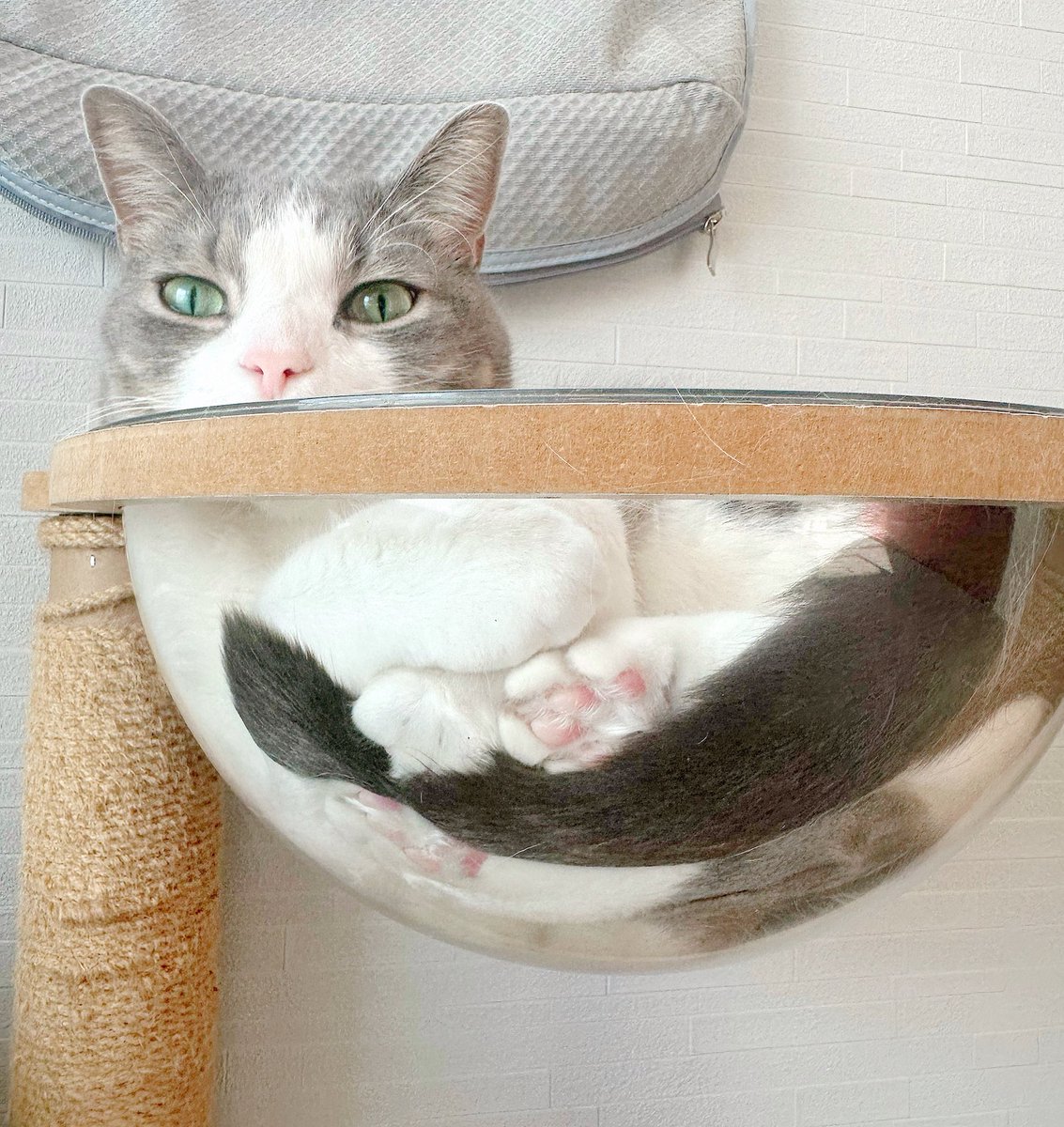 nekochaniru's tweet photo. ぷくちゃんのかわいいがぎゅっと詰まってるぅ…🥺💕 https://t.co/dW0SxUq5sN