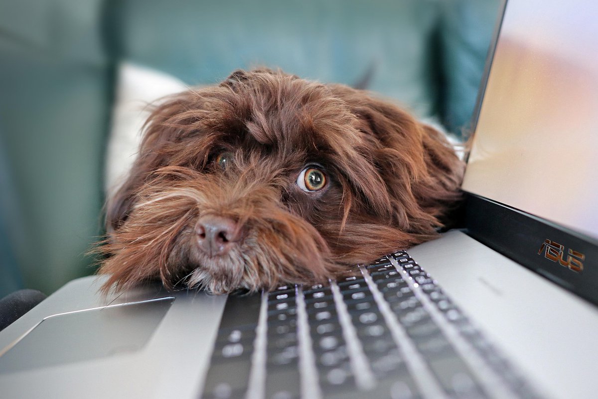 RobGerrardIns's tweet image. 🐶 Dog-friendly office? Sounds great – but check your cover first.
No specific law bans pets at work, but you must assess the risks.
Bites, allergies, liability – are you prepared? Contact us for advice.
#PetsAtWork #WorkplaceSafety #OfficeDogs #HealthAndSafety
