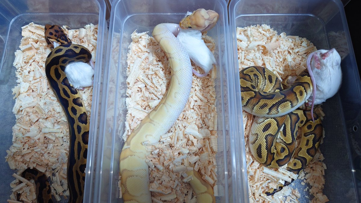 lily710_BP's tweet photo. 今週のベビーたちの食欲も絶好調
大きくなれよ～
#ボールパイソン #SWAGBaller #DEUReptiles #DPRColdblood #雅レプタイルズ https://t.co/UcJapQTp6a