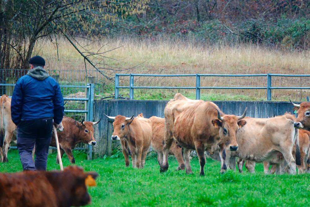 🐄 El plan #IncorpórateAlAgro distribuye 10 millones entre 151 personas que deciden dedicarse a la actividad agraria, 50 de ellas mayores de 40 años

ℹ️ Amplía la información aquí 👇🏼

actualidad.asturias.es/-/el-plan-inco…

#MedioRuralYPolíticaAgraria <a href="/GobAsturias/">Principado de Asturias</a>