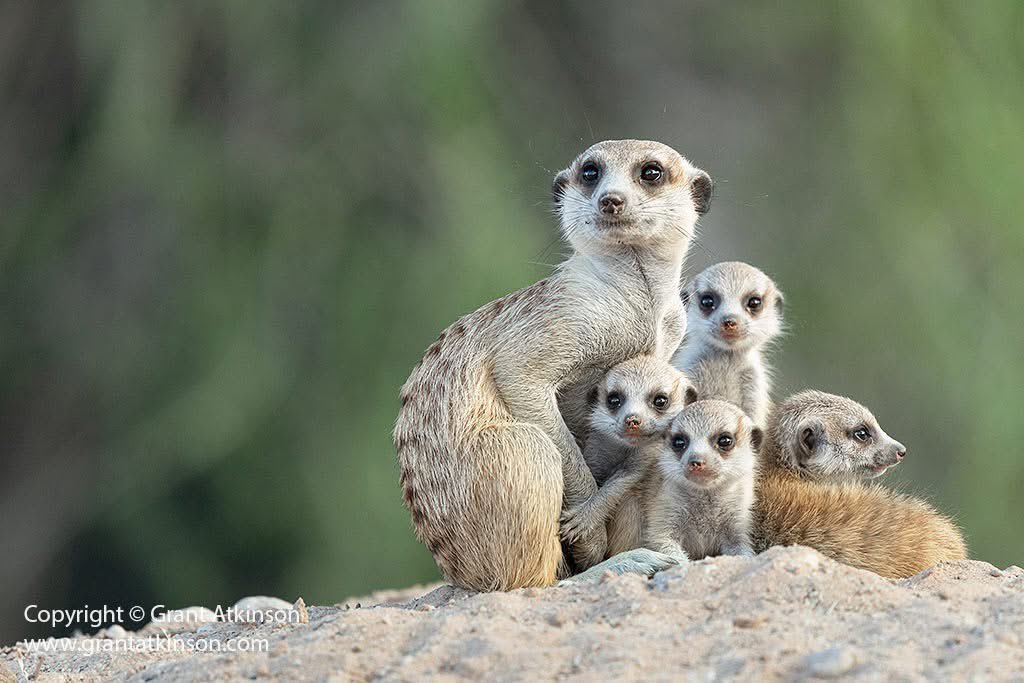 Lavender_Wild's tweet photo. Meerkat Cuteness Overload!
Experience the Kalahari with #wildographer & super guide Grant Atkinson. https://t.co/OVx3lEBaYZ
