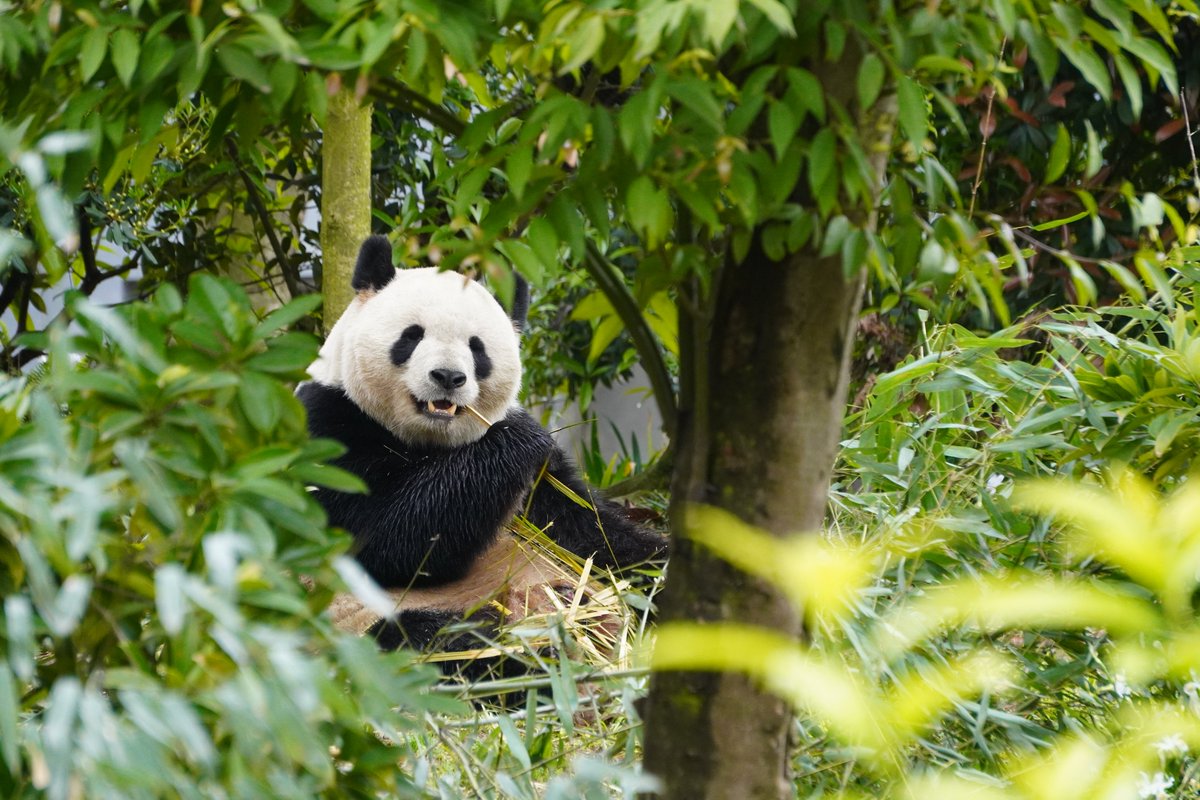 We’ll be visiting Yuan Meng and other pandas at Chengdu this weekend! If time permits, we’ll also stop by to see Yang Yang and Lun Lun. Don’t miss this chance!
mypandatours.com/collections/al…
“TOUR #180•Chengdu Panda Base• Saturday 20 September 8:30PM (Times in EDT)”