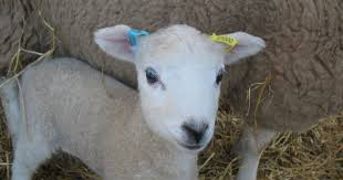 BorderSoftware's tweet image. FACT: Every sheep has to have an EID tag   
BUT: the tag doesn&apos;t collect or analyse the data on its own!   
SO: why not collect and analyse your data?   
USING: #FarmIT3000 from #Bordersoftware  A simple way to improve your flocks performance #recordmanageanalyse