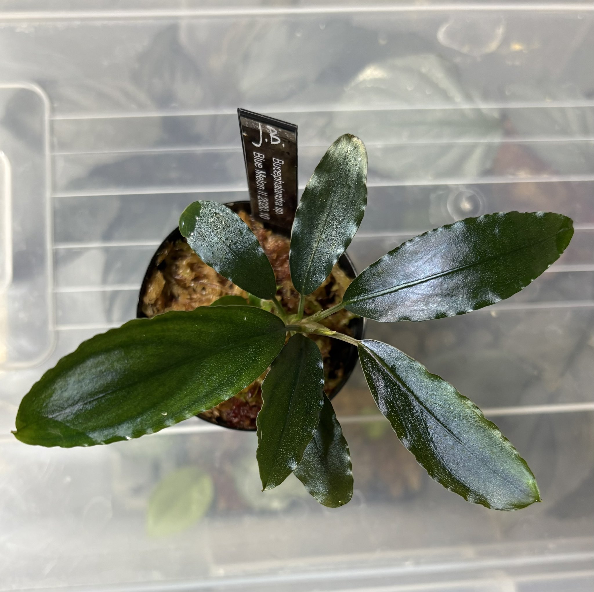 Bucephalandra sp. “Blue Melon” Bucephalandra Melon | AquaticMotiv