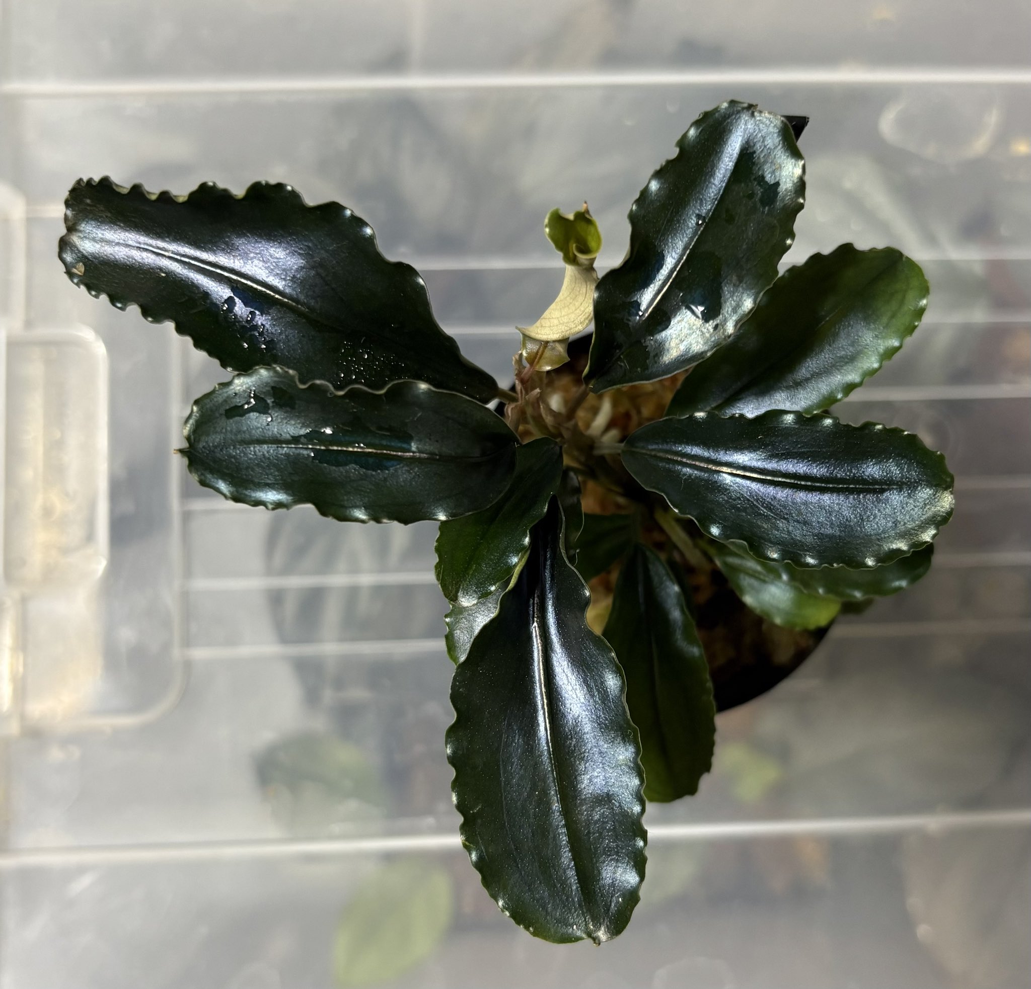 Bucephalandra sp. Pandora群生美株オーロララメ ブセファランドラsp Metallic Blue Katapang 4株セット 完全水中