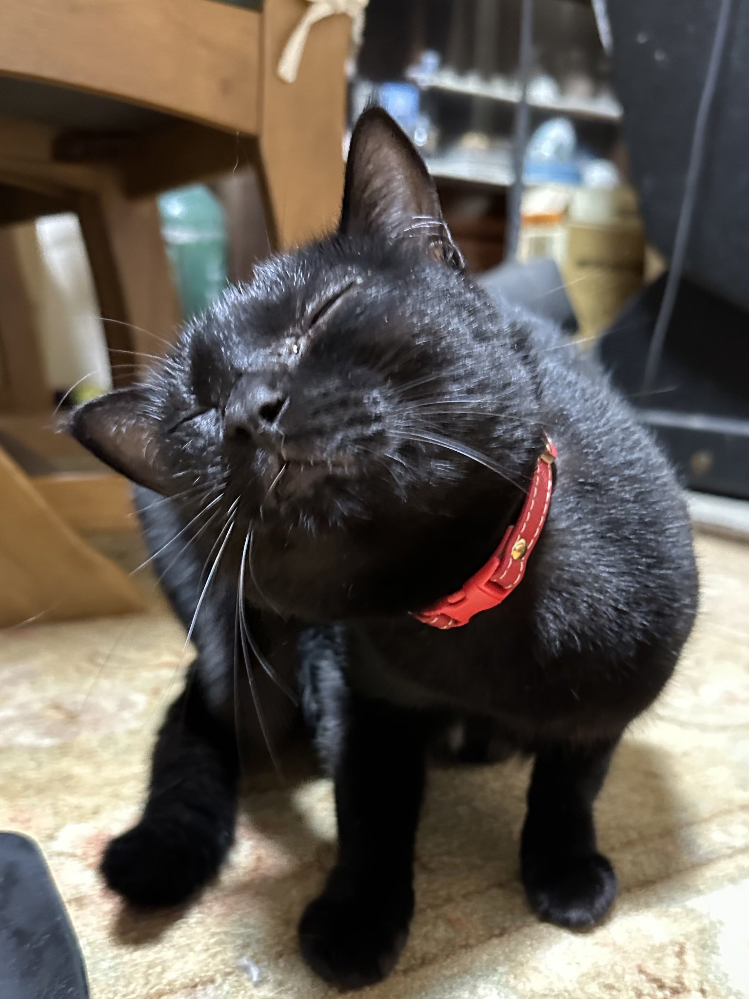 くろねこ とうふ on X: 