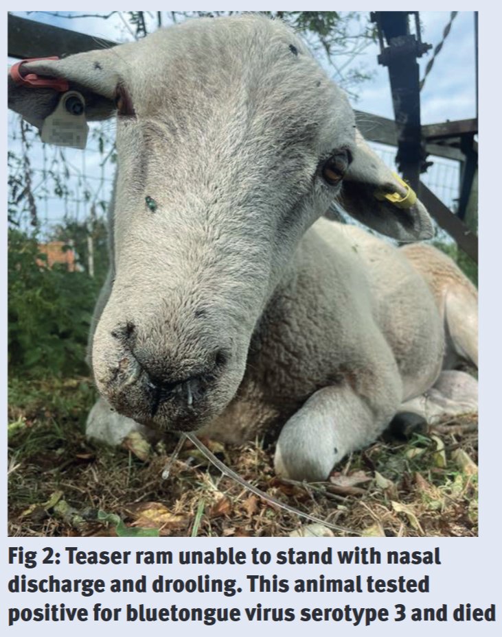 Bluetongue restrictions are changing this wknd but this does NOT mean risk has gone away. 

Here is great update in <a href="/Vet_Record/">Vet Record</a> frm <a href="/TheAHDB/">AHDB</a> Vaccination remains best way of protecting livestock. 
👇
bvajournals.onlinelibrary.wiley.com/doi/epdf/10.10…

#DoNotWaitVaccinate
#NacOedwchBrechwch
#BattleBluetongue