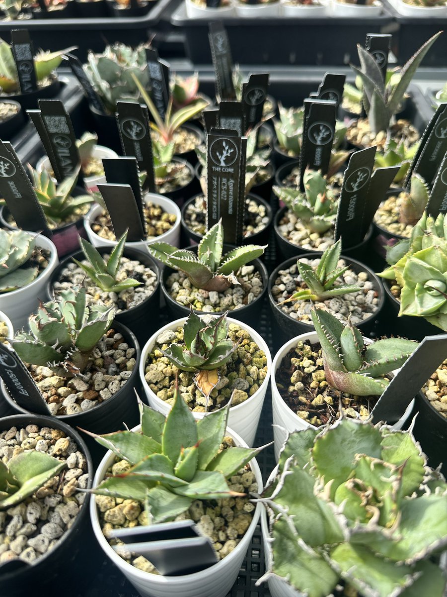 大きめのアロエ Babyleaf Plants on X: 