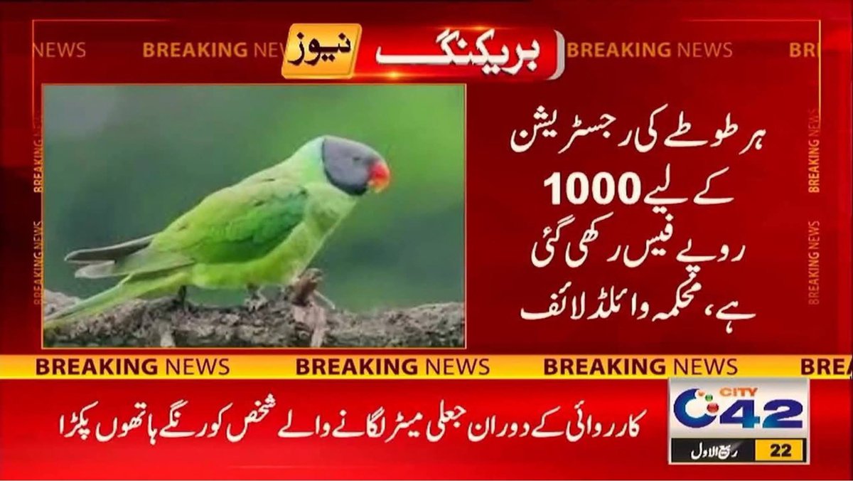 پنجاب میں طوطا پالنے پر ایک ہزار روپے فیس لگے گی۔ 

اگلا اقدام: طوطے کی طرف پیار سے دیکھنے پر سو روپے فیس۔