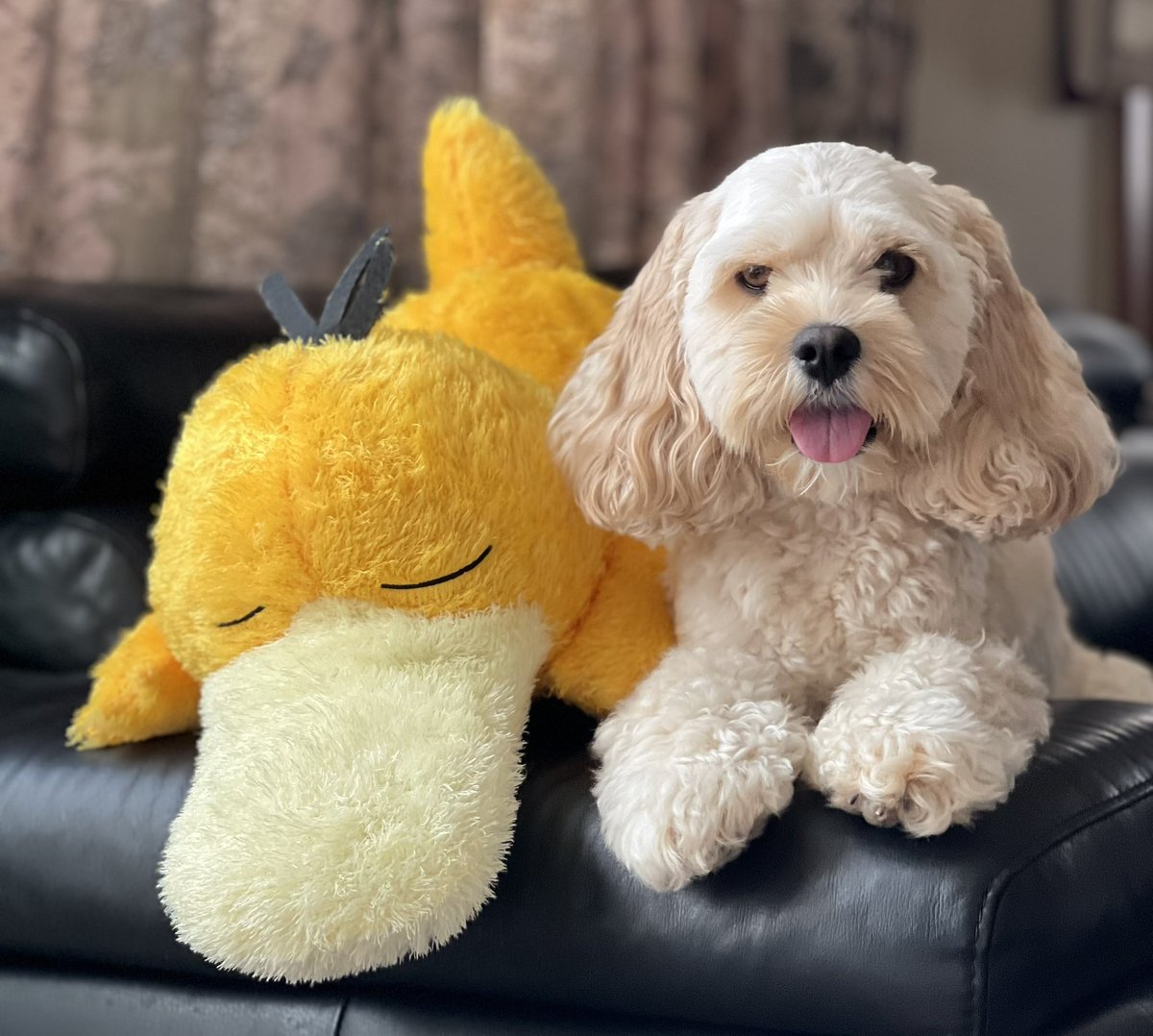 Animal_Life2022's tweet photo. コダック✖️犬✖️白ちゃ���黒ちゃん🐔みんな可愛い〜🐶 https://t.co/lVoHptj4jf