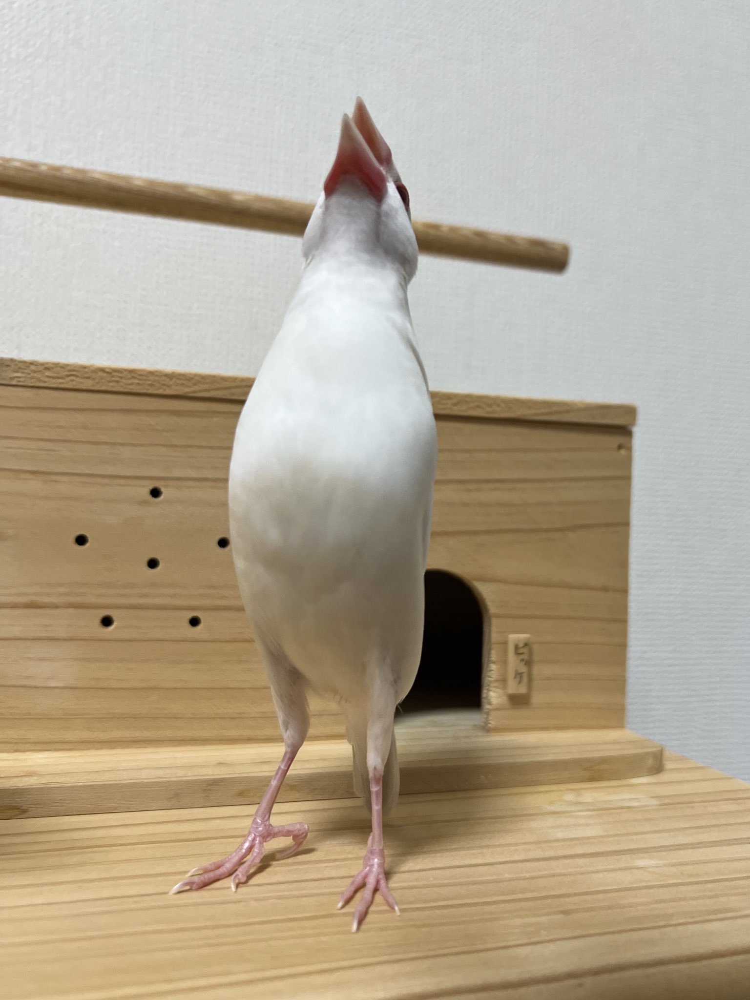 ヤコブの梯子yh5555519まとめ買いw/緑の鳥 ヤコブの梯子yh5555519まとめ買いw/緑の鳥 Amazon | ヤコブの