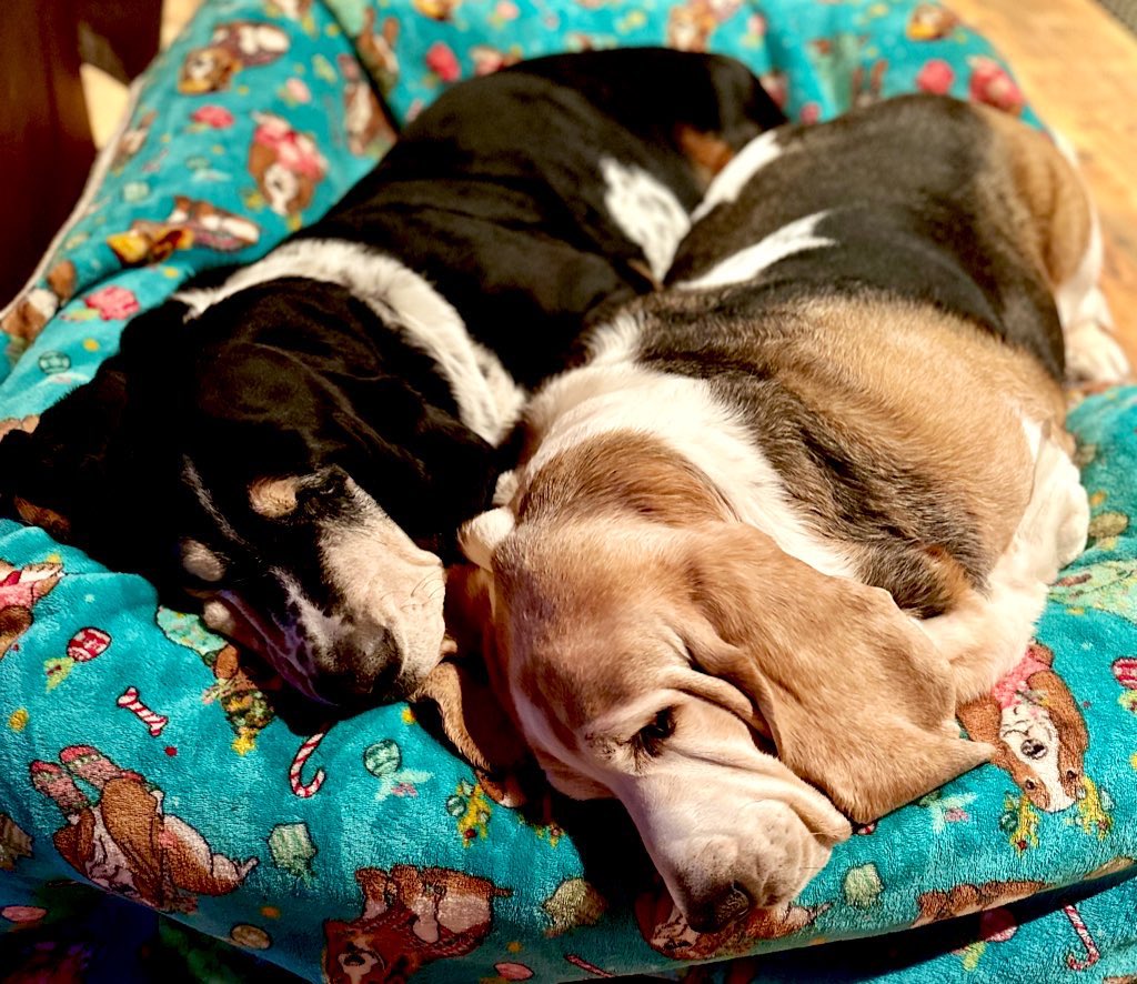 MocklerBassets's tweet photo. #Spooning #Bassets
Jack & Jill 🥄🥄😴😴 https://t.co/5Y6YdMUhJp