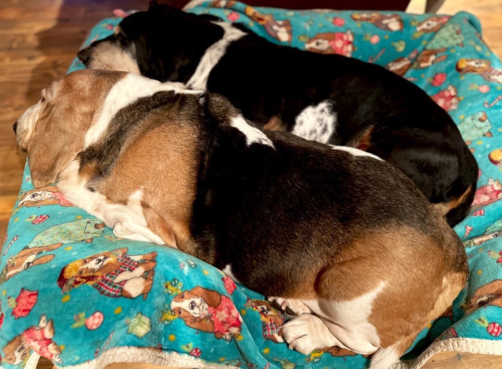 MocklerBassets's tweet photo. #Spooning #Bassets
Jack & Jill 🥄🥄😴😴 https://t.co/5Y6YdMUhJp