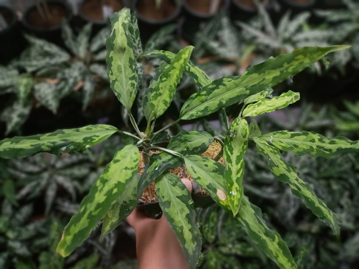 tricolor 【LA0915-03j】

たまに斑が入る緑三色系トリカラー
写真2枚目の中株サイズ3株ほど
とんぶりへ持っていきます。