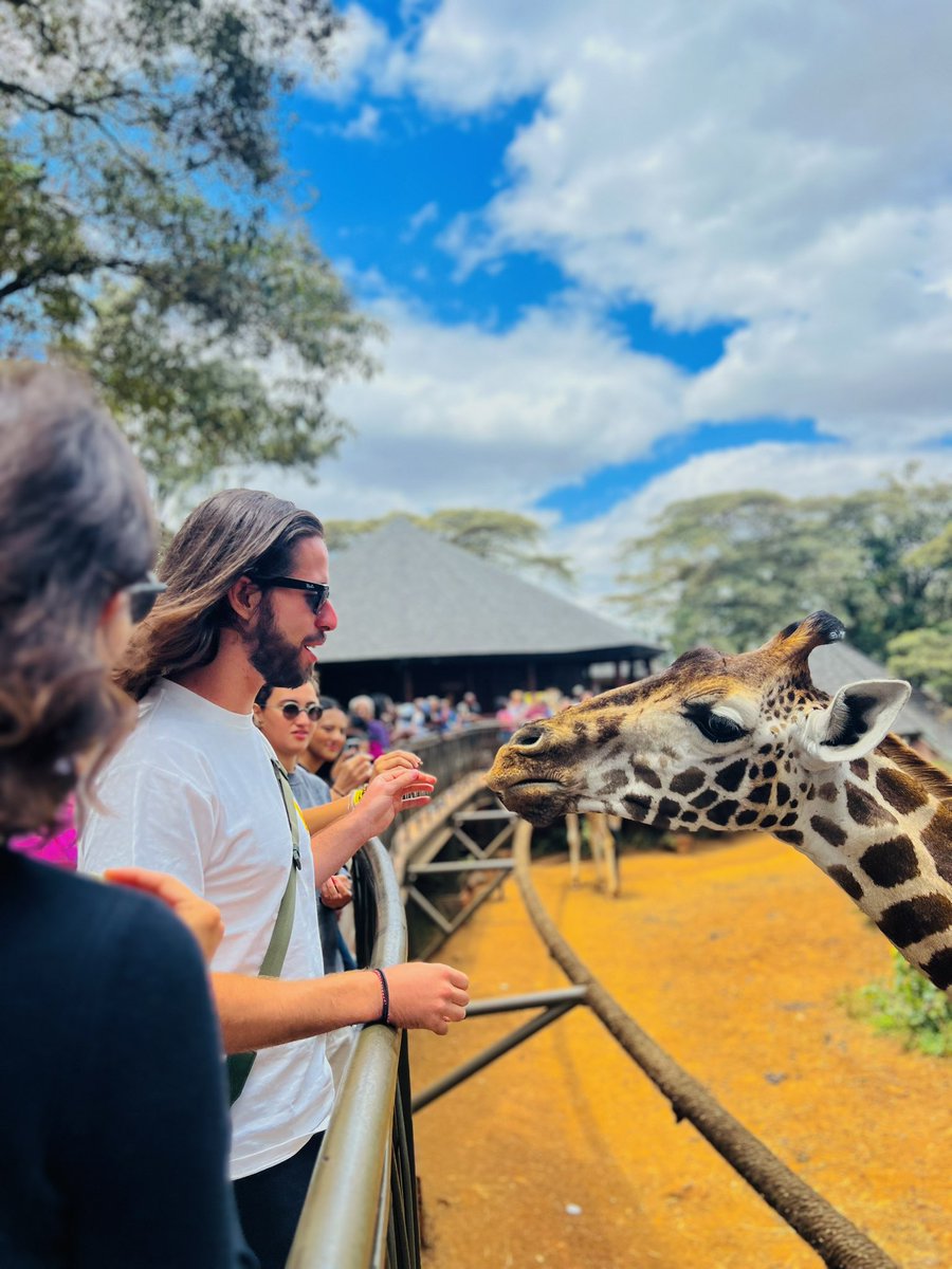 muli_brian_'s tweet image. We usually have a game drive every sunday at ksh 3,000 per person. 

6 hours game drive. Mkimaliza kwa park mapema we offer a complimentary to the Girrafe Center mkalishe giraffes kidogo na tuwadrop nyumbani 

My number m: 0716685636