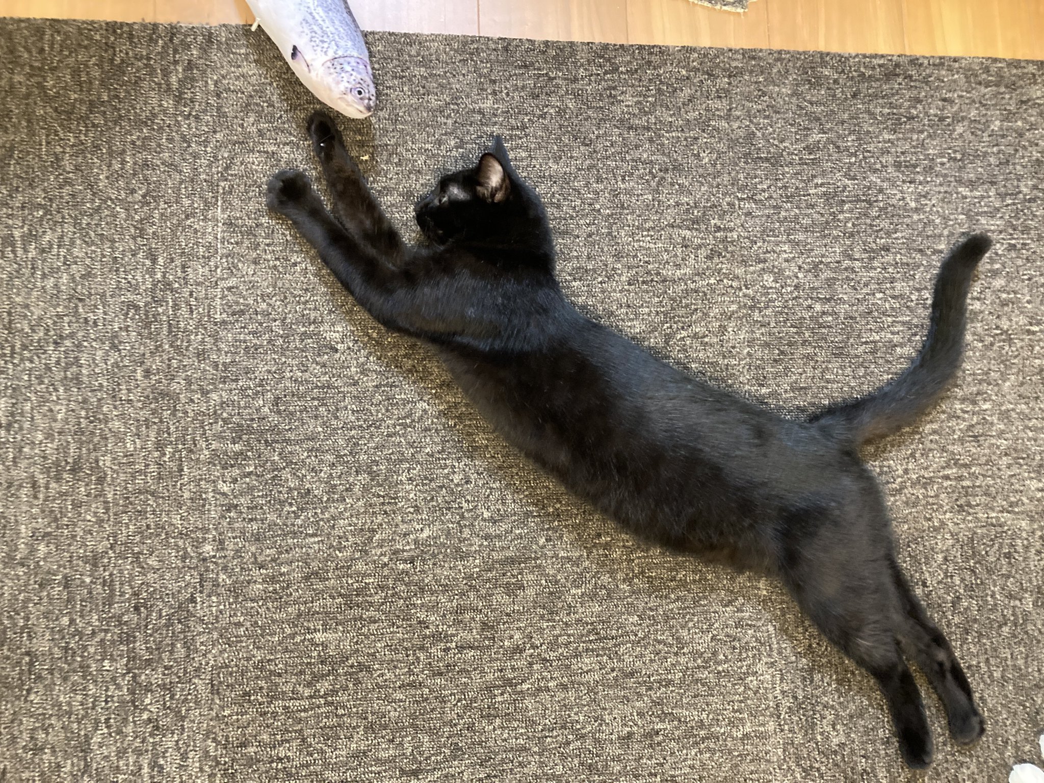 お米(よね)@z250sl&Z125 on X: 