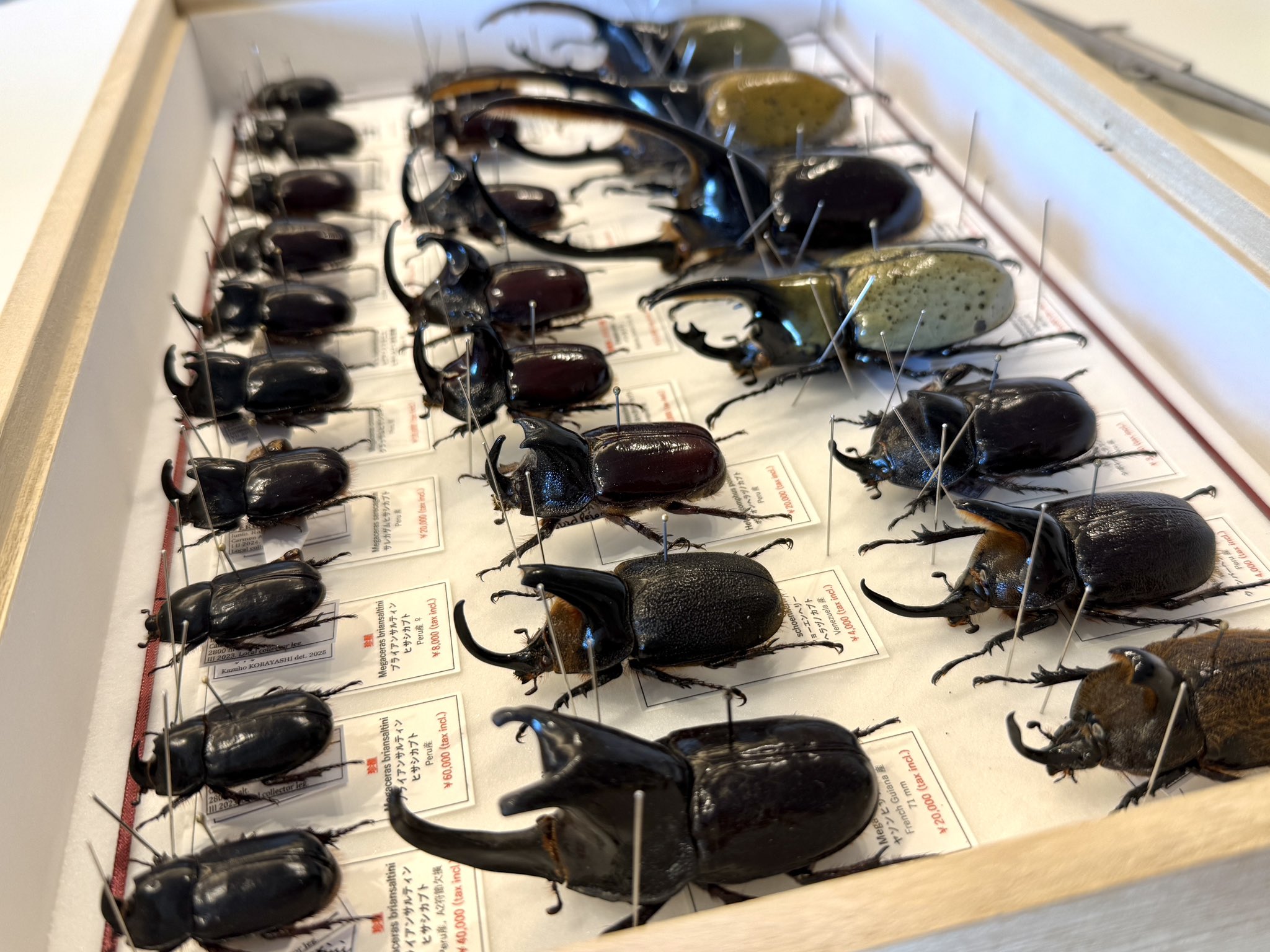 モンゴル 昆虫 使用済切手 2枚セット 甲虫標本専門店 花滝 -HANATAKI- on X: 