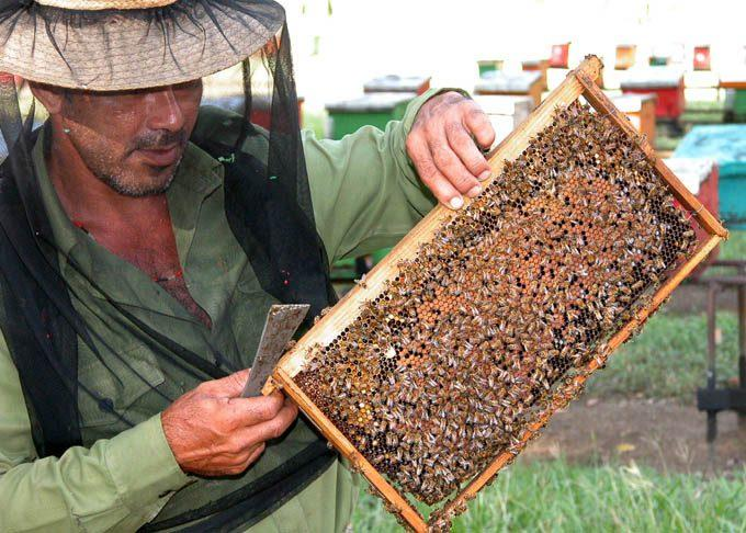🍯On se prépare pour la haute saison de la miel🐝

Les apiculteurs de Granma se préparent à affronter la haute saison pour la récolte de leurs productions prévues, entre les mois d'octobre et décembre 2025

✅Le miel🇨🇺 est entièrement #biologique et très délicieux!

#CubaUnica